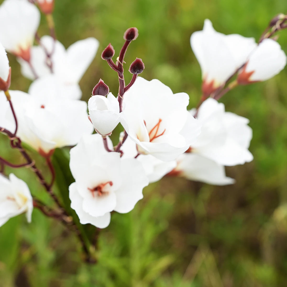 Lampe solaire extérieur fleur de Magnolia dans un jardin